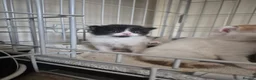 Turkish Van cats for sale: Ready to leave babies x3 black and white  - Advert 19