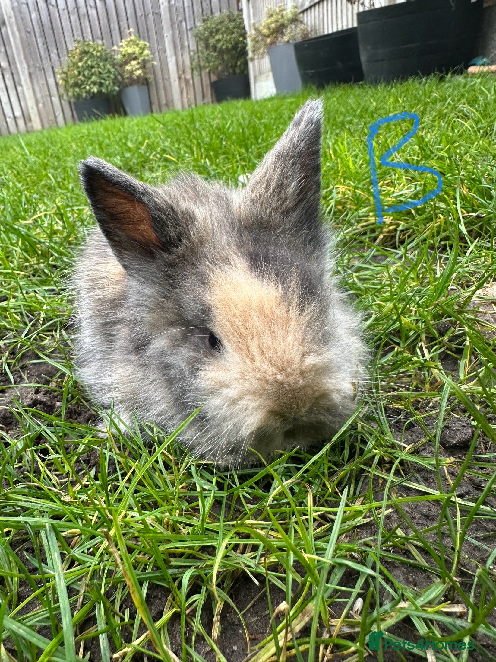 Lionhead rabbits Lionhead Rabbits For Sale  - Advert 12