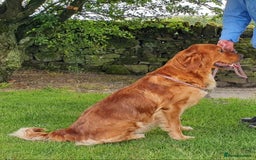 Mini Goldendoodle dogs for sale: STUNNING F1 GOLDENDOODLE MERLE BITCH PUP - Image 9