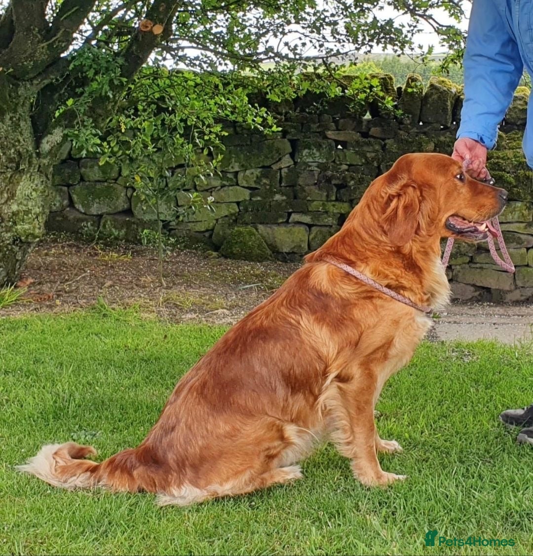 Mini Goldendoodle dogs for sale: STUNNING F1 GOLDENDOODLE MERLE BITCH PUP - Image 9