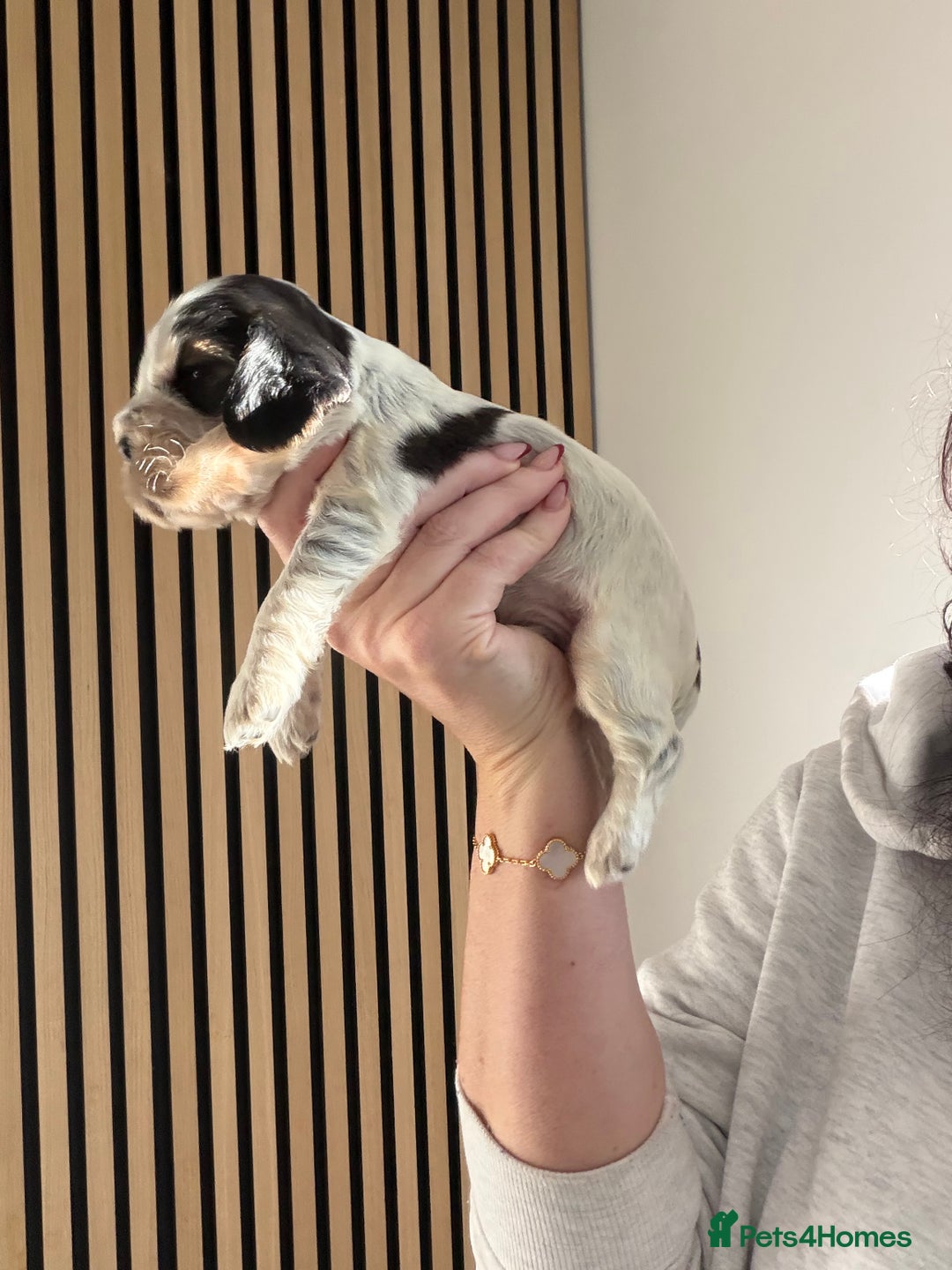 Cocker Spaniel dogs for sale: 🐶Rizi Bizi 🐶🐾 full pedigree show spaniels🐾  - Advert 28