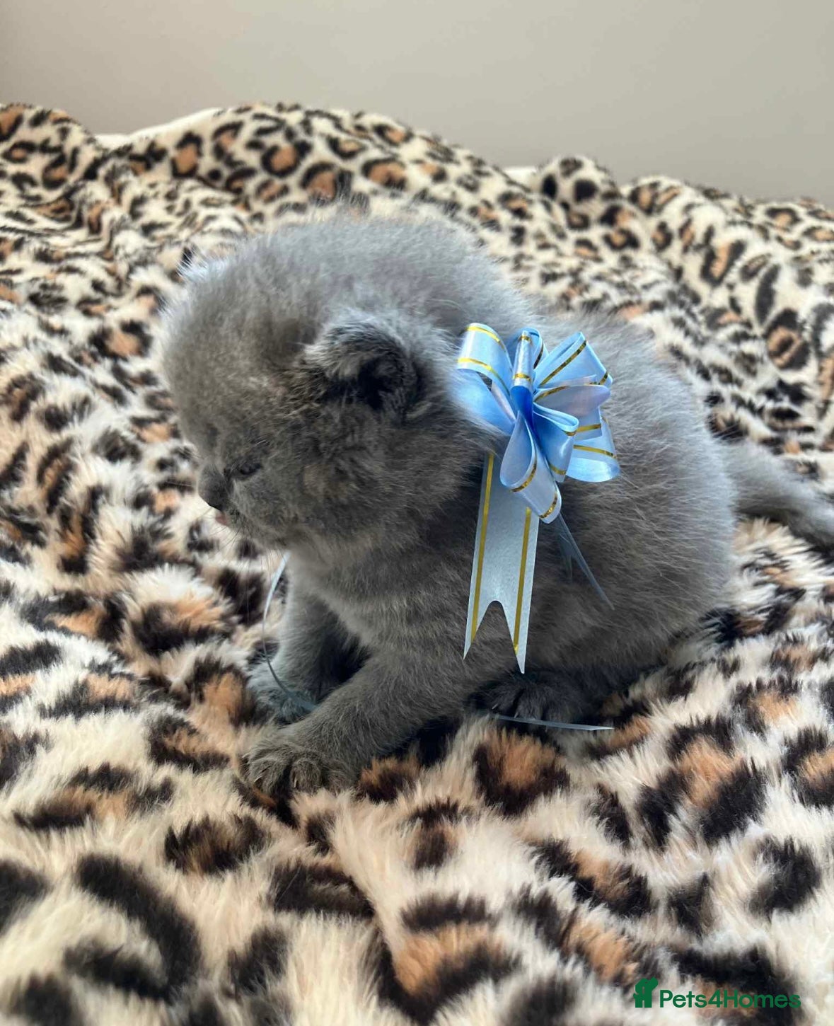 British Shorthair cats 💙❤️ British shorthair 💙❤️ - Advert 11