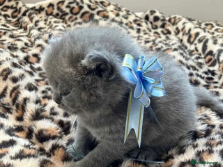 British Shorthair cats 💙❤️ British shorthair 💙❤️ - Advert 11