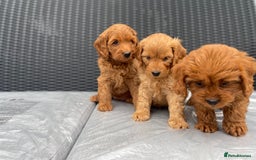 Cockapoo dogs for sale: Beautiful f1 cockapoos ready now - Image 14