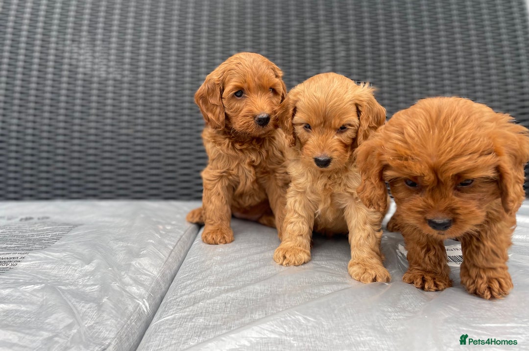 Cockapoo dogs for sale: Beautiful f1 cockapoos ready now - Image 14