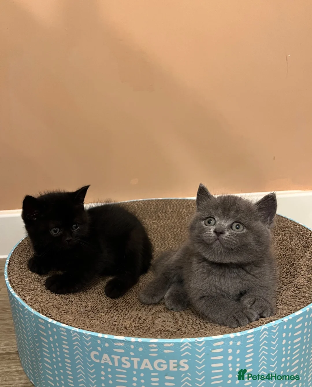 British Shorthair cats for sale: ✨ beautiful pure black British shorthair kittens✨ - Advert 1