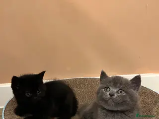 British Shorthair cats ✨ beautiful pure black British shorthair kittens✨ - Advert 1