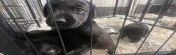 Labrador Retriever dogs for sale: KC registered black Labrador retriever pups  - Advert 4