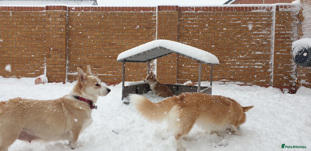 Welsh Corgi Pembroke dogs for sale: Exceptional Corgi Puppies ready now!!! - Advert 7