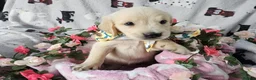 Golden Retriever dogs for sale: Beautiful KC Reg Golden Retriever Puppies - Advert 12
