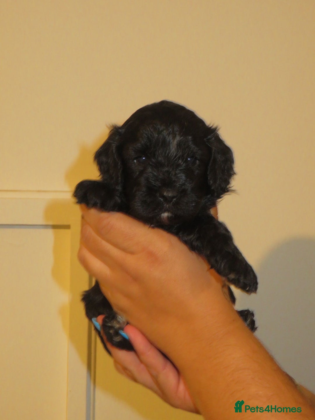 Cavapoo dogs for sale: 6 gorgeous extensively health tested cavapoo’s - Image 15