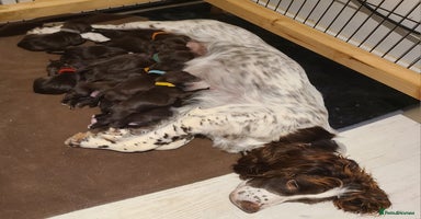 Sproodle dogs - Advert 4