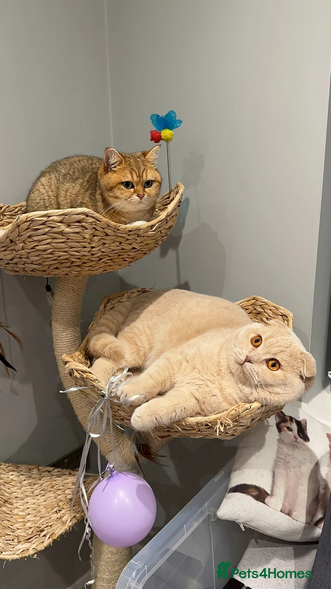 Scottish Fold cats for stud: Fantastic Cream Scottish fold for stud duties  in Derby - Advert 5