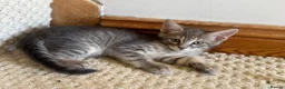 Maine Coon cats for sale: *Ready Now* Maine Coon X - Advert 9