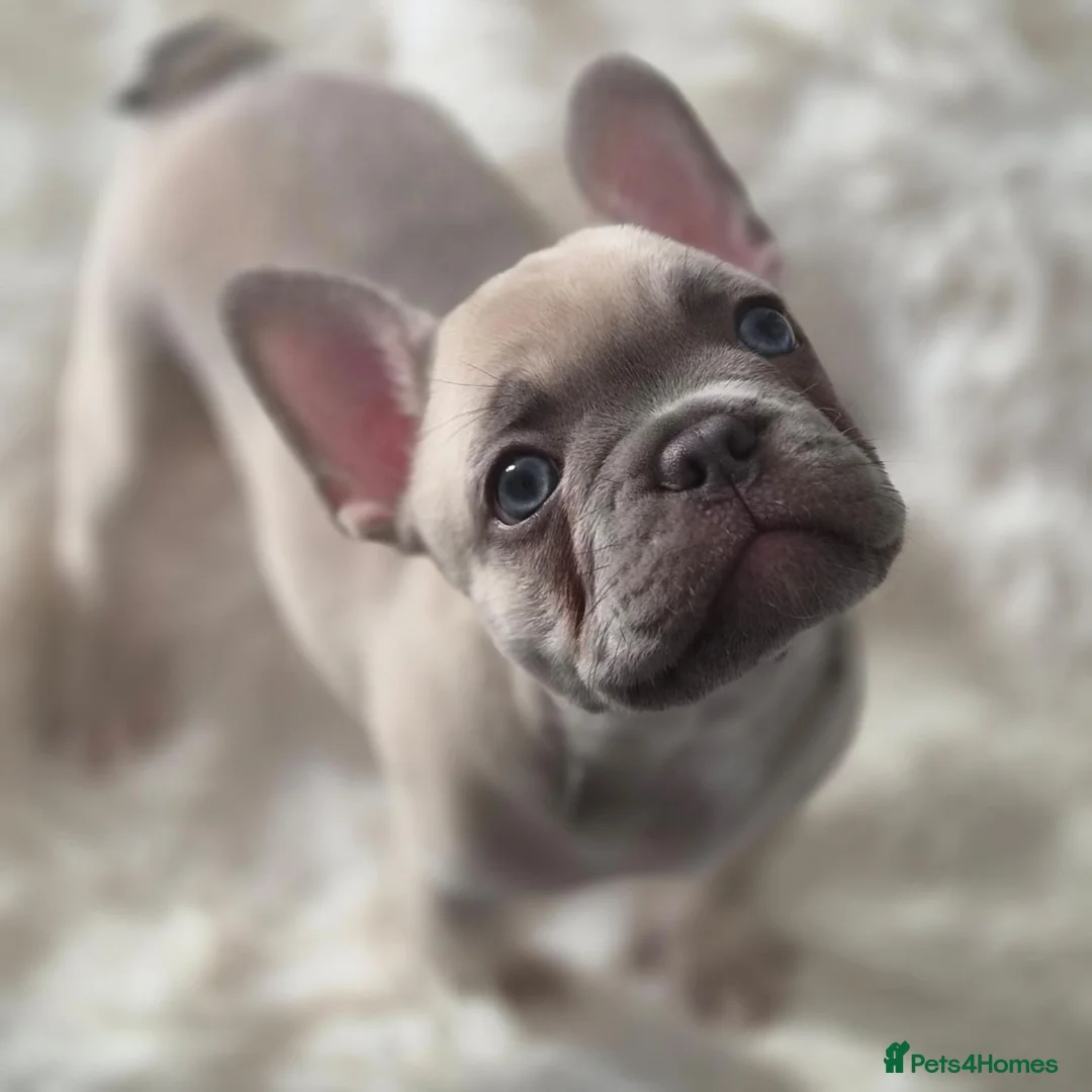 French Bulldog dogs for sale: Lilac fawn beautiful Frenchie boy. Singleton in Canvey Island - Advert 2