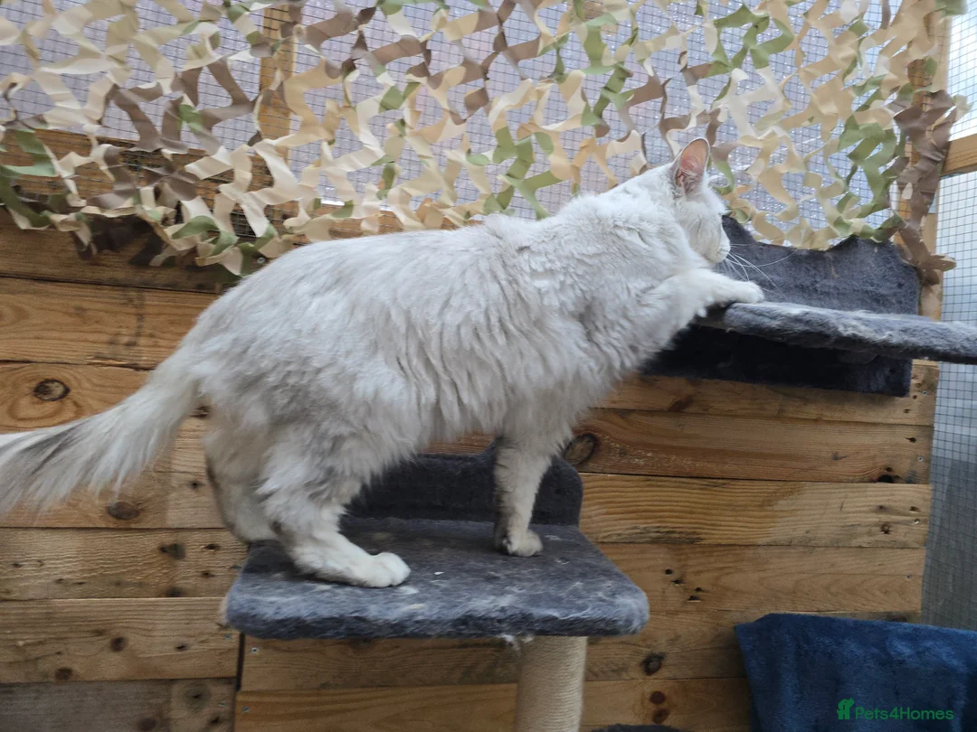 Maine Coon cats for stud: Black Shaded Maine Coon Large Imported in Hull - Advert 1