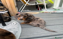 Dachshund dogs for sale: KC reg. Long hair miniature Dachshund puppies  - Image 22