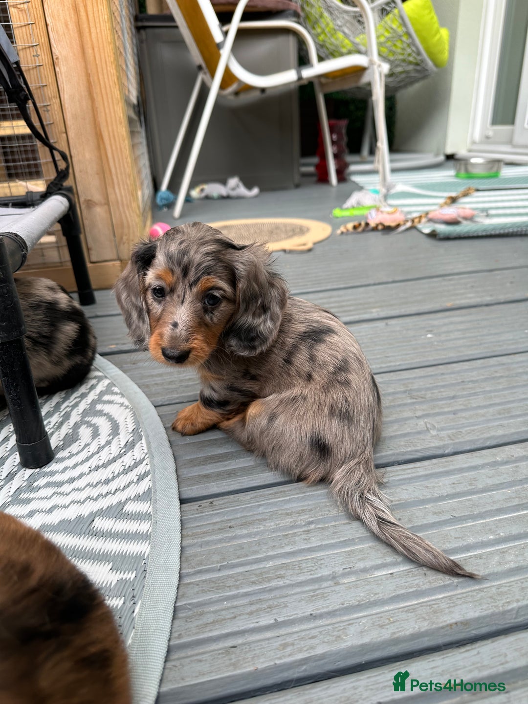 Dachshund dogs for sale: KC reg. Long hair miniature Dachshund puppies  - Image 22