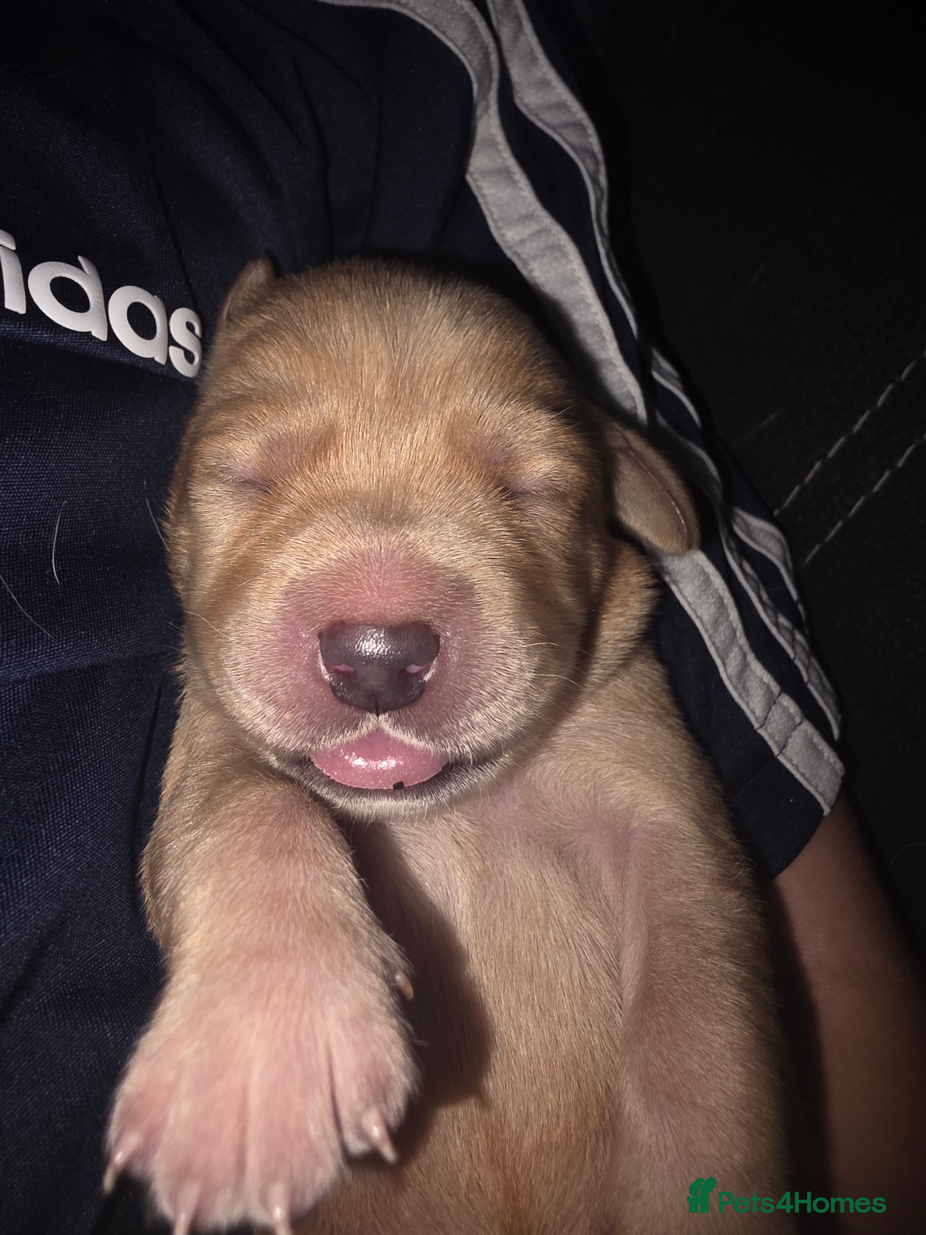 Labrador Retriever dogs for sale: 7 perfect plump little Red Labrador puppies - Advert 4