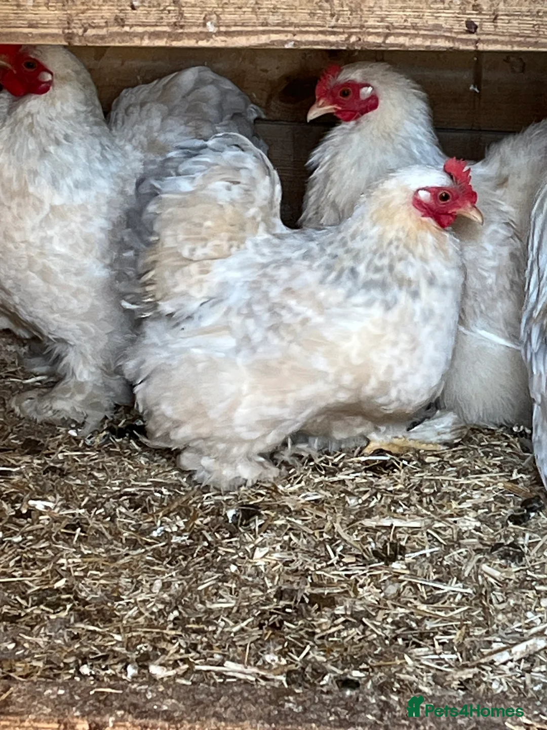 Chickens poultry for sale: Pekin bantams - Advert 1