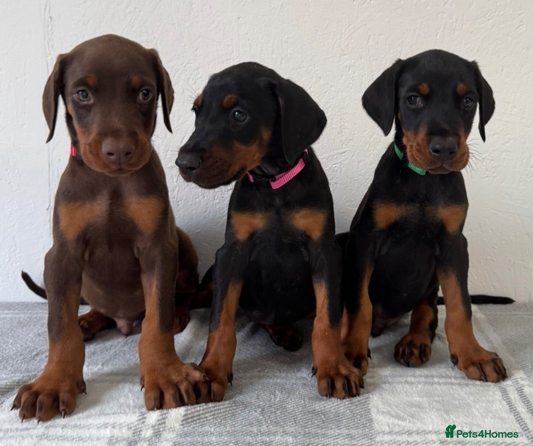 Dobermann dogs Quality European Dobermanns - 1 Female Remaining - Advert 1