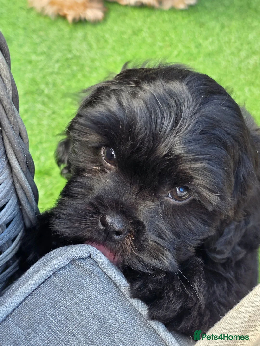 Shihpoo dogs for sale: Male puppy  - Advert 2