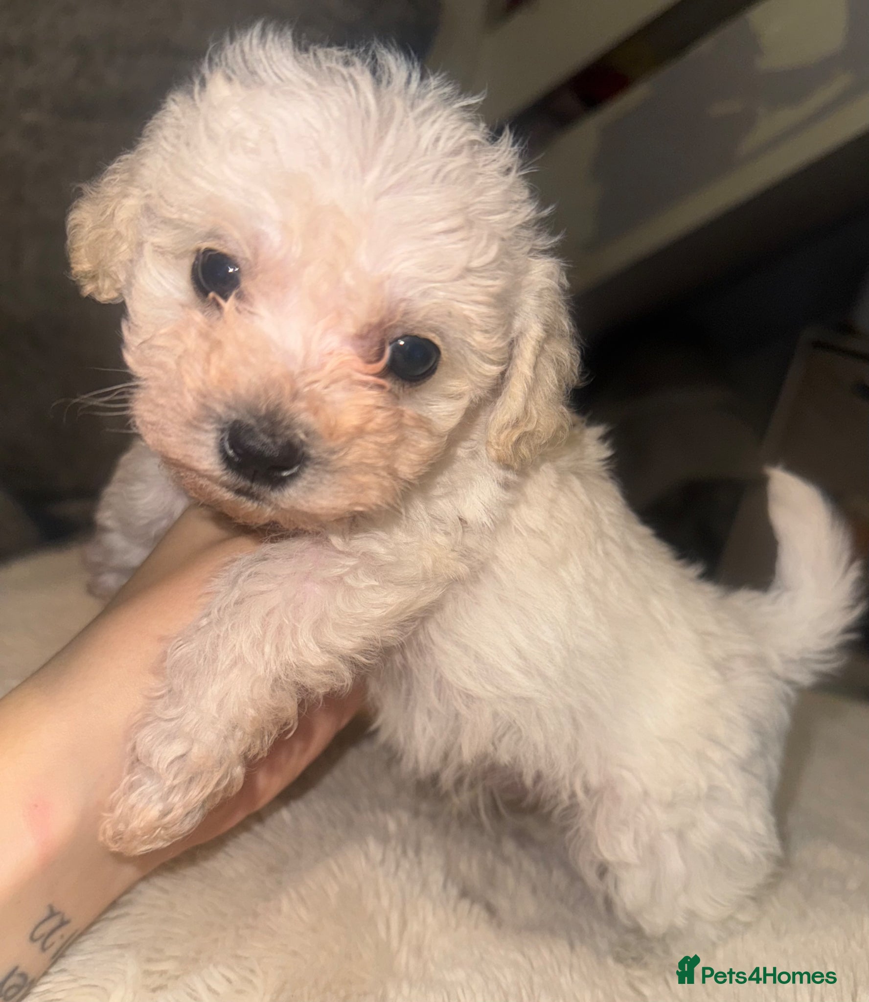 Poochon dogs 1 boy left for sale  - Advert 1