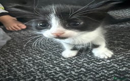 Mixed Breed cats for sale: Mix breed kittens  - Image 2