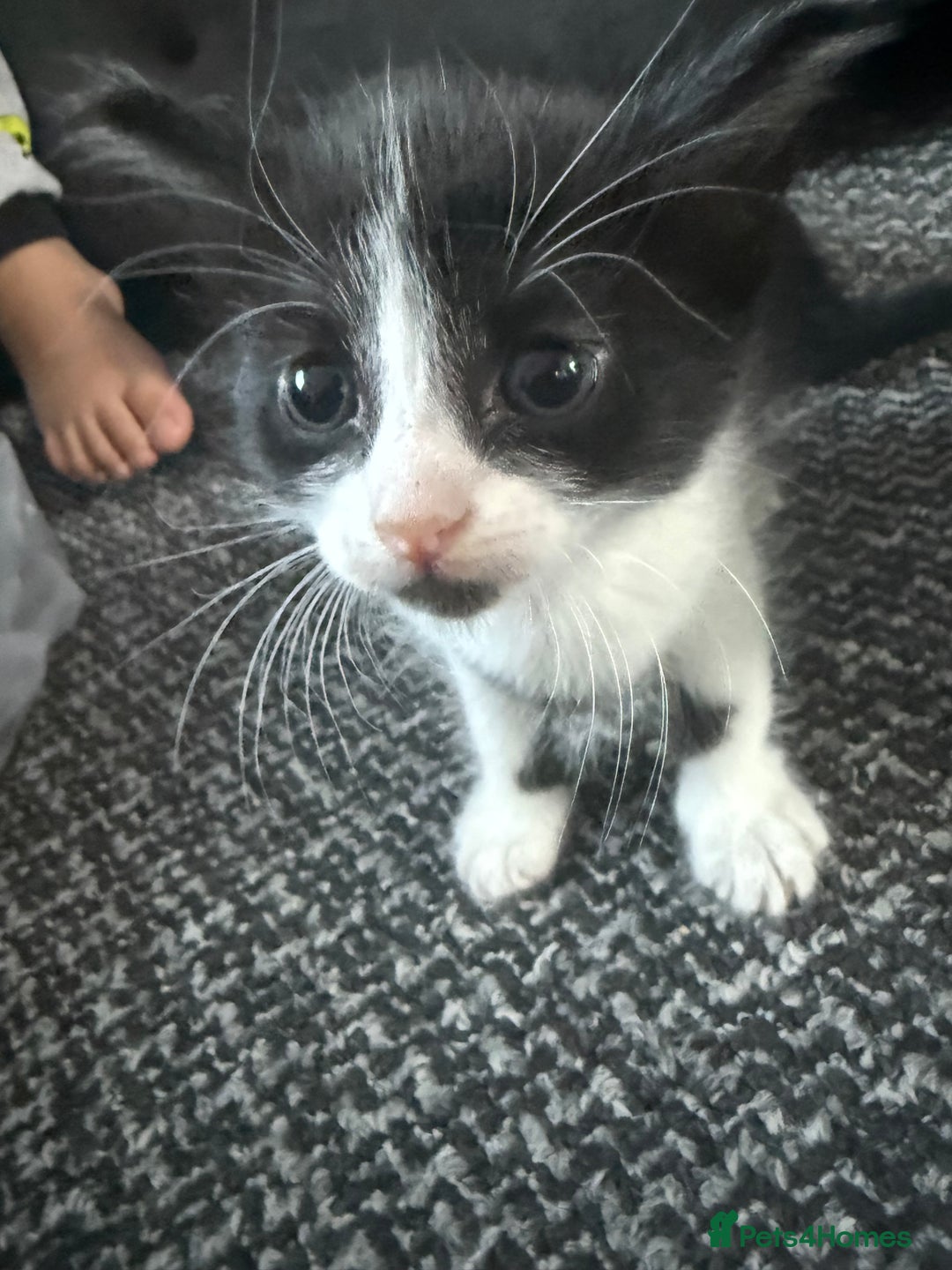 Mixed Breed cats for sale: Mix breed kittens  - Image 2