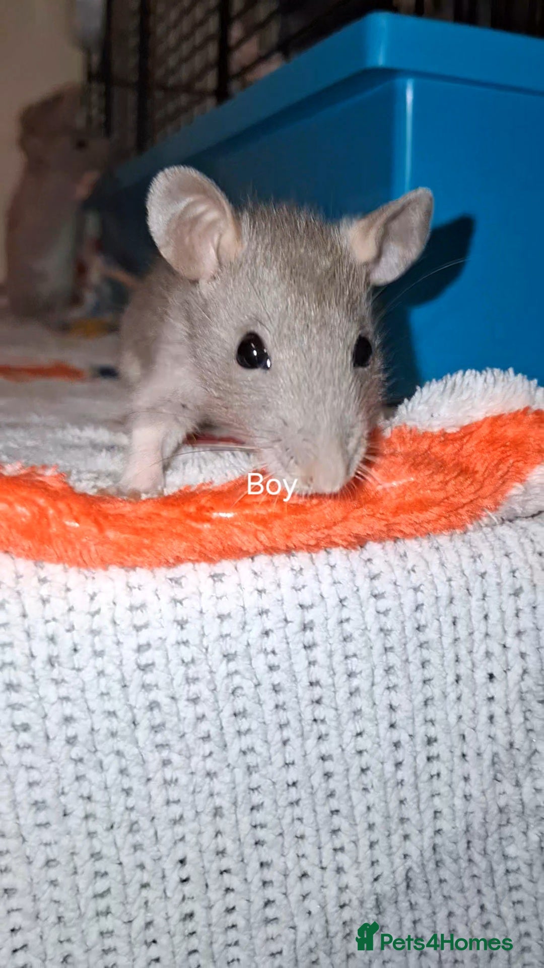 Rat rodents Mixed sexed baby rats - Advert 1