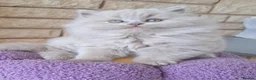 British Longhair cats for sale: Gorgeous BLH Kittens - Advert 9
