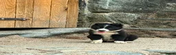 Border Collie dogs for sale: Border Collie Puppies - Advert 1