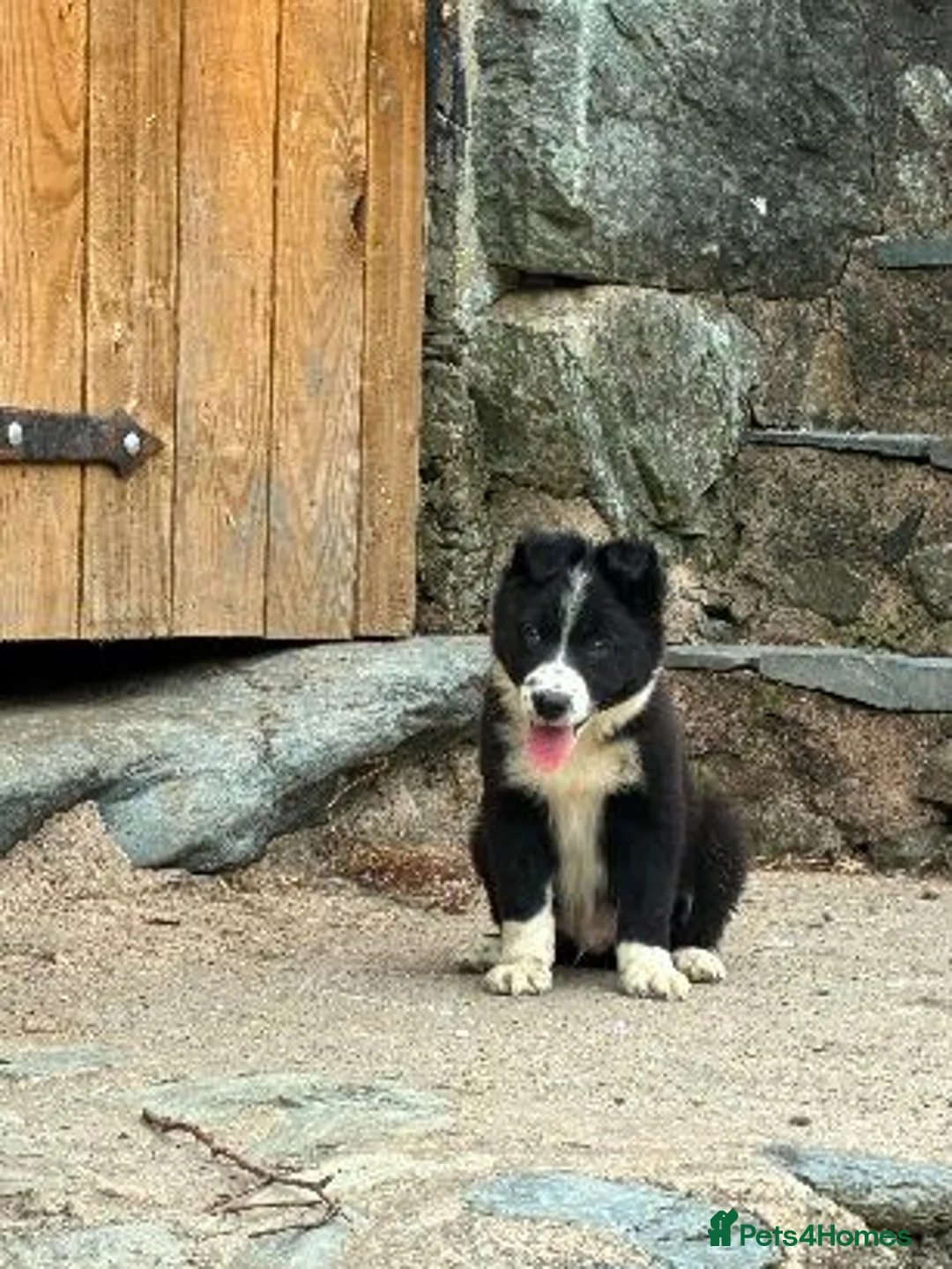 Border Collie dogs for sale: Border Collie Puppies - Advert 1