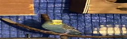 Budgerigars birds for sale: 7 Budgies for sale  - Advert 11