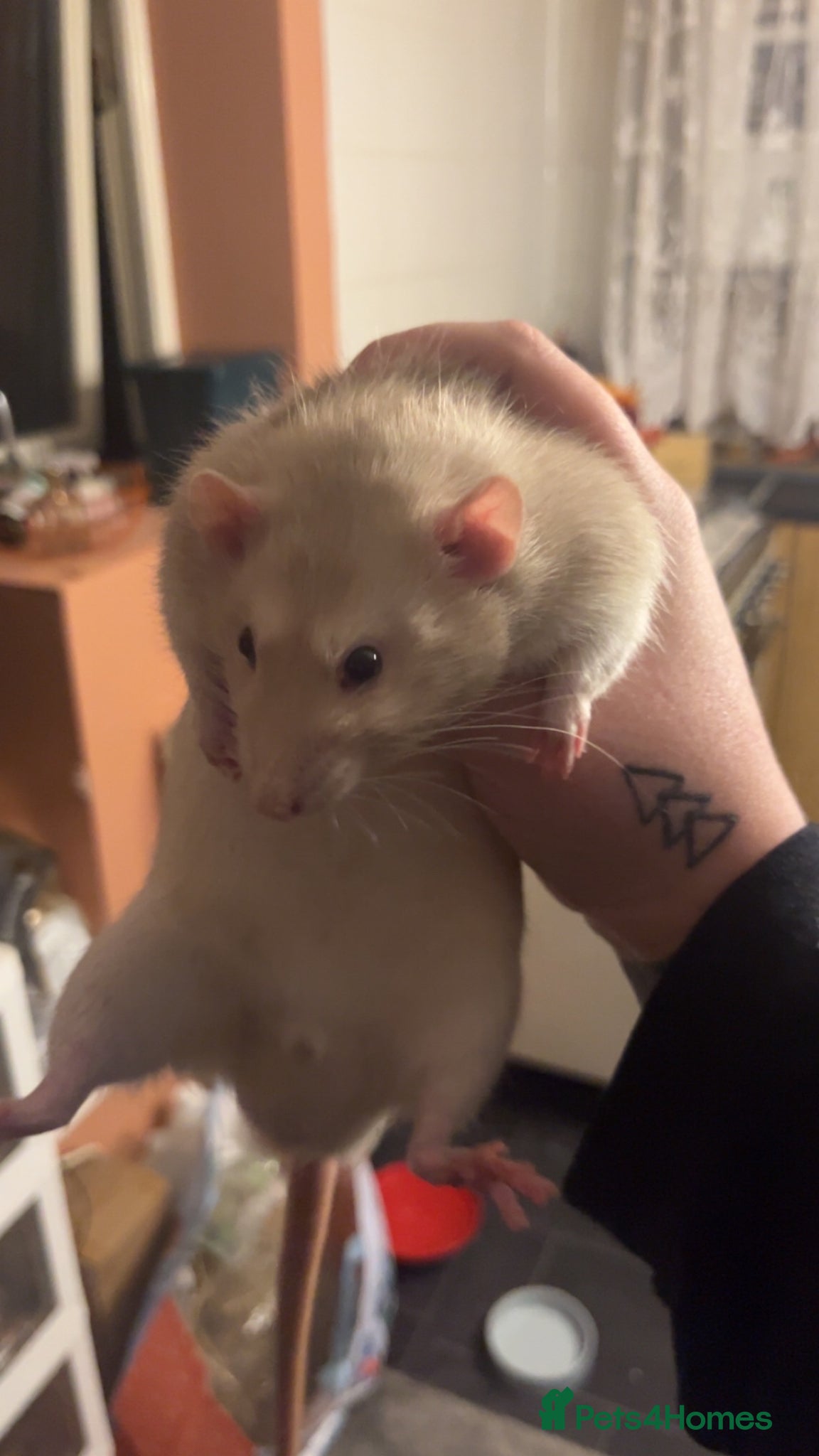 Rat rodents 4 male rats - Advert 18