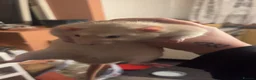 Rat rodents for sale: 4 male rats and set up - Advert 1