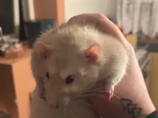 Rat rodents 4 male rats - Advert 18