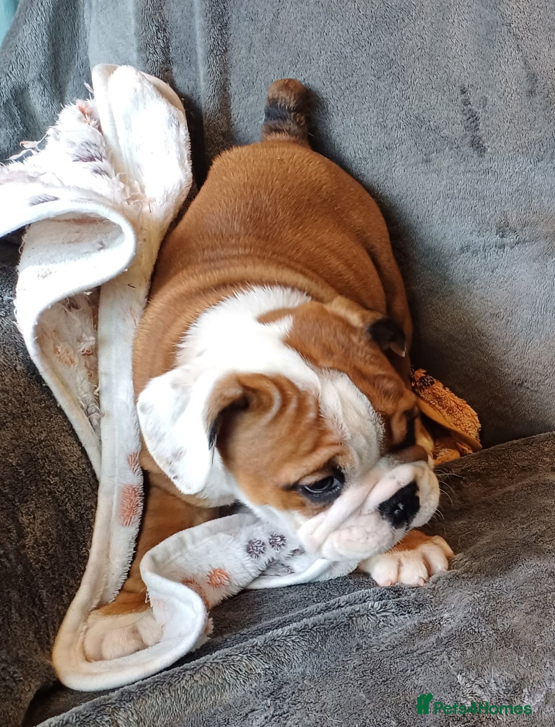 English Bulldog dogs for sale: Champion English bulldogs - Image 37