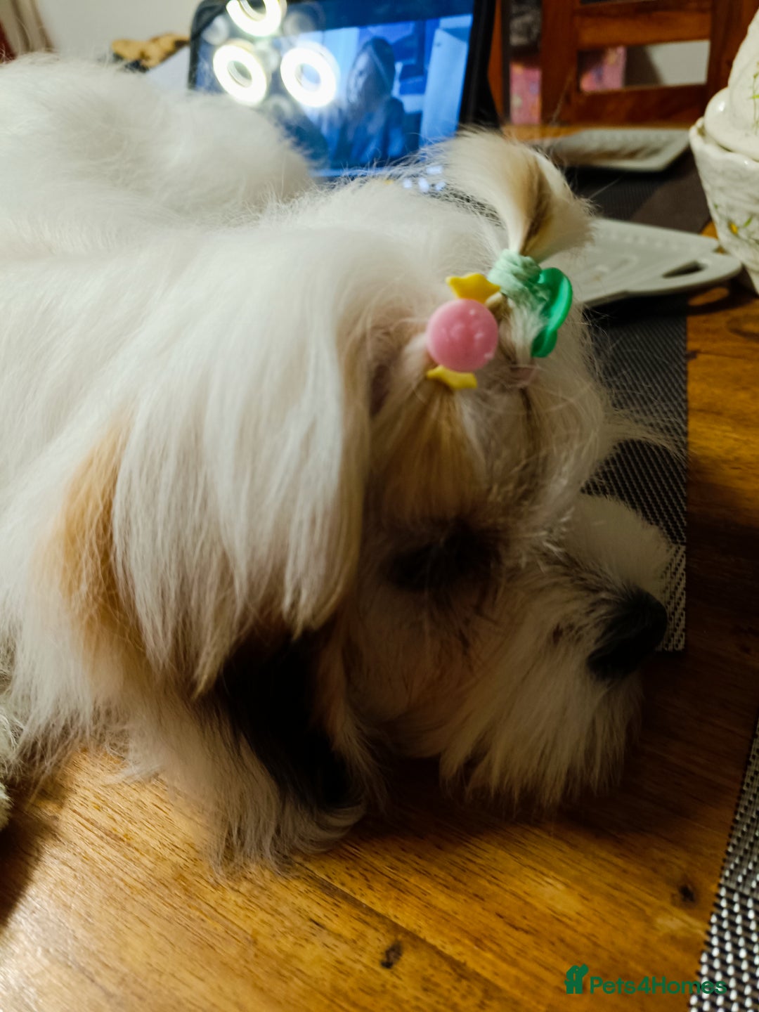 Bichon Frise dogs for sale: Bichon girl - Image 2