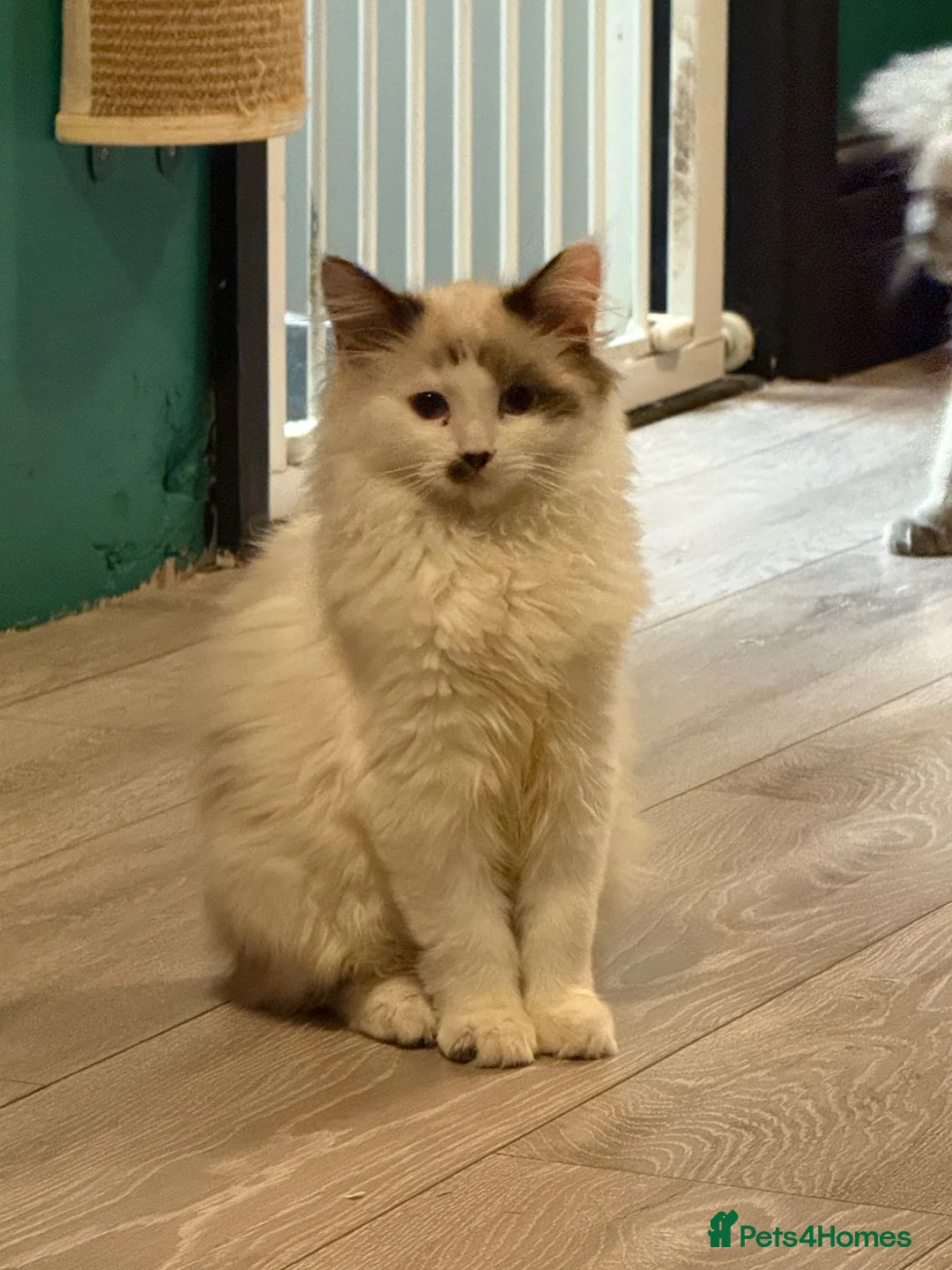 Ragdoll cats for sale: Male ragdoll - Advert 4