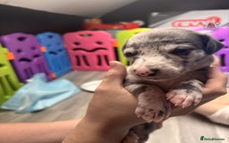 Whippet dogs for sale: Beautiful working whippets  - Image 7