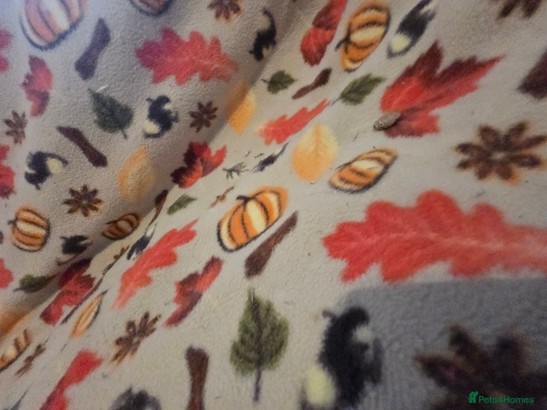 Chinchilla rodents for sale: Black pearl Carriers - Image 17