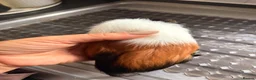 Guinea Pig rodents for sale: Guinea pigs  - Advert 14