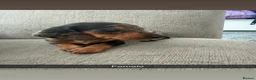 Miniature Dachshund dogs for sale: Stunning Miniature Dachshunds  - Advert 11
