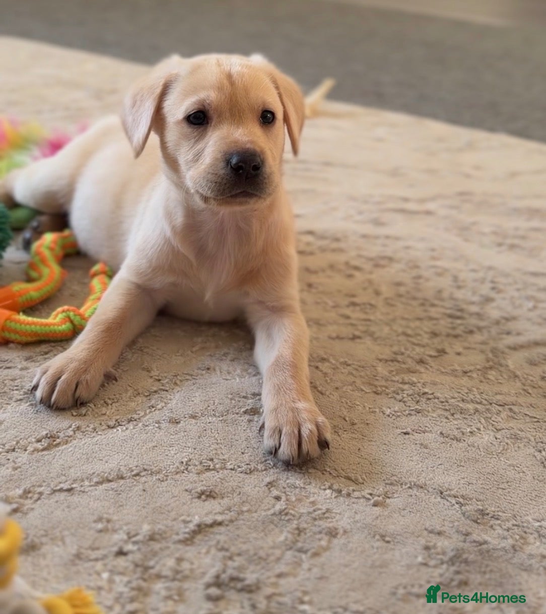 Labrador Retriever dogs Beautiful yellow Labrador Puppy - Oscar 💙 - Advert 1