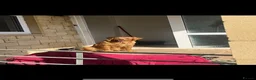 Golden Retriever dogs for stud: KC GOLDEN RETRIEVER STUD - Advert 6