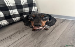 Miniature Dachshund dogs for sale: Miniature Dachsund - 1 year 5 month  - Image 4
