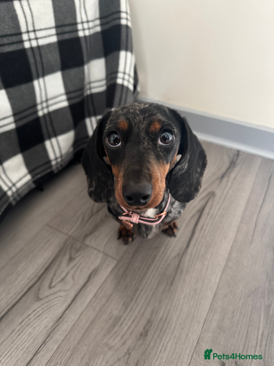 Miniature Dachshund dogs for sale: Miniature Dachsund - 1 year 5 month  - Image 4
