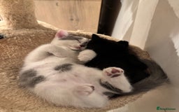 Mixed Breed cats for sale: Grey and White 10 week old female kitten - Image 3