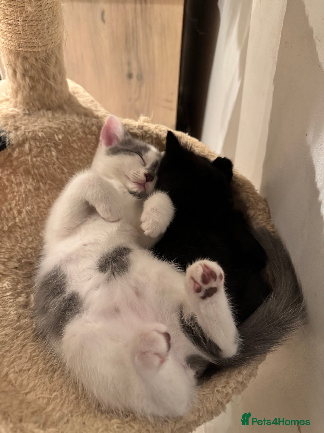 Mixed Breed cats for sale: Grey and White 10 week old female kitten - Image 3